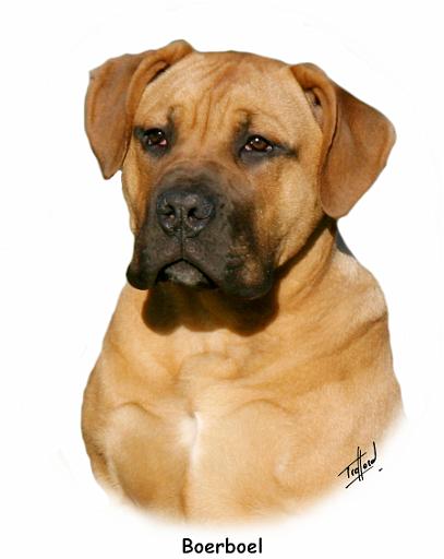 Boerboel 9Y121D-294.jpg